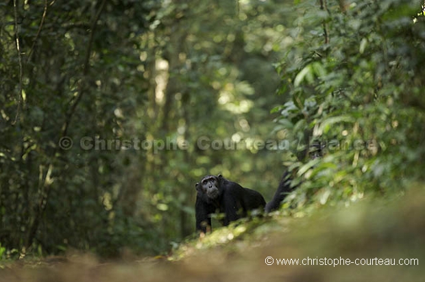 Chimpanze Foret de kibale. Chimpanze of the Kibale Forest.