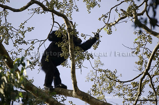 Chimpanze Foret de kibale. Chimpanze of the Kibale Forest.