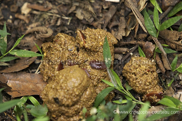 Chimpanze feces - Chimpanzee's Feces