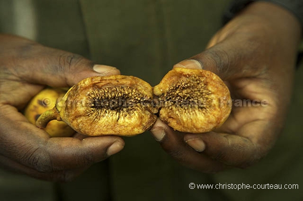 Fruits consommes par Chimpanzes - Fruits Eated by Chimpanzees, (