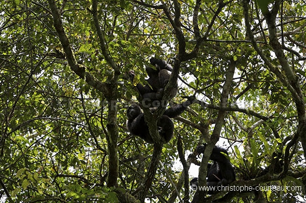 Chimpanzés dans la canopée