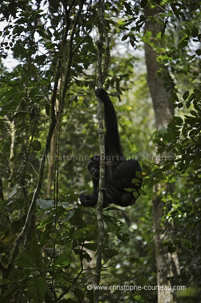 Chimp in trees