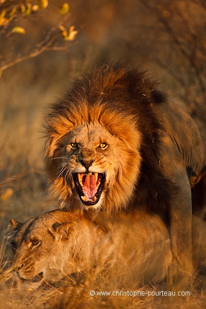 Kalahari Lion