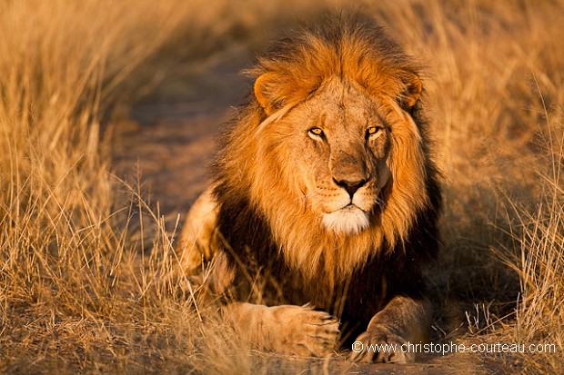 Black Maned Kalahari Lion