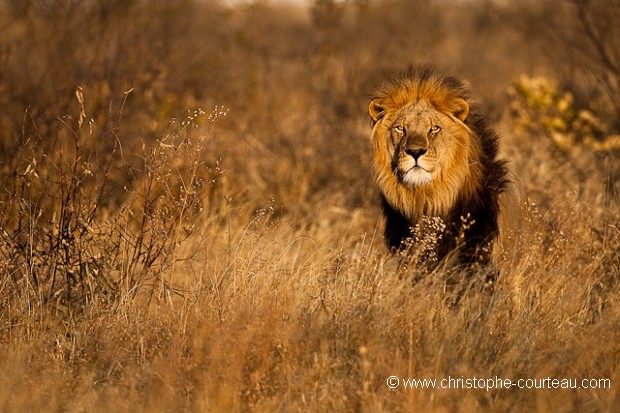 Black-Maned Kalahari Lion