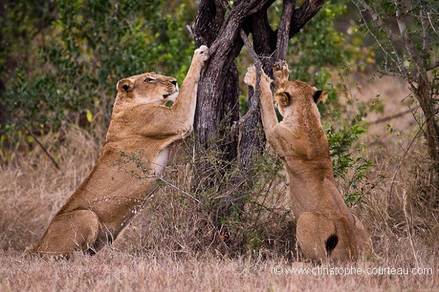 Lioness