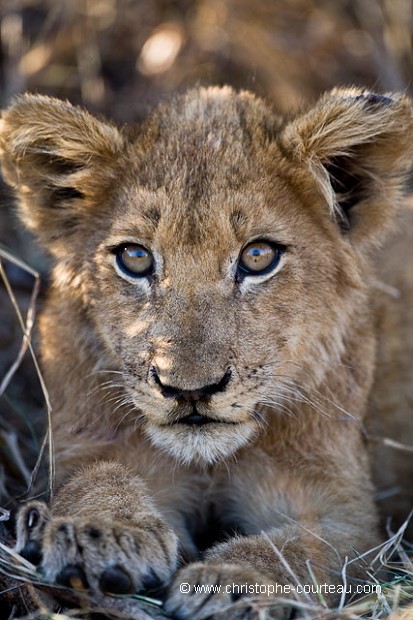 Lion Cub