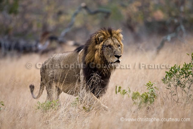 Old Male Lion