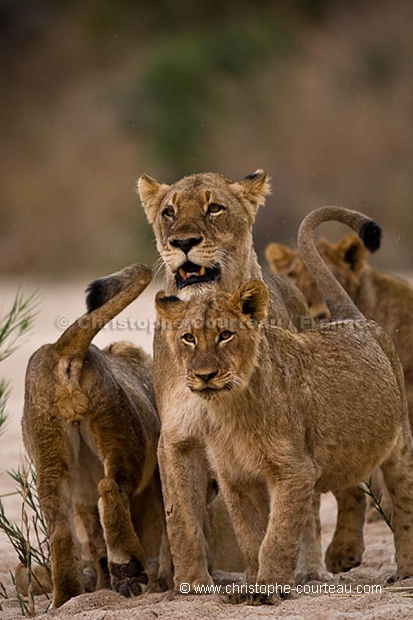 Lion Pride with Cubs - Troupe de lions avec ses jeunes