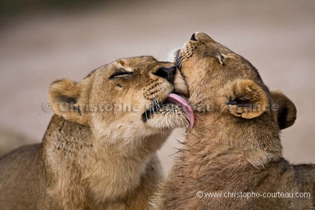 Lion Pride with Cubs