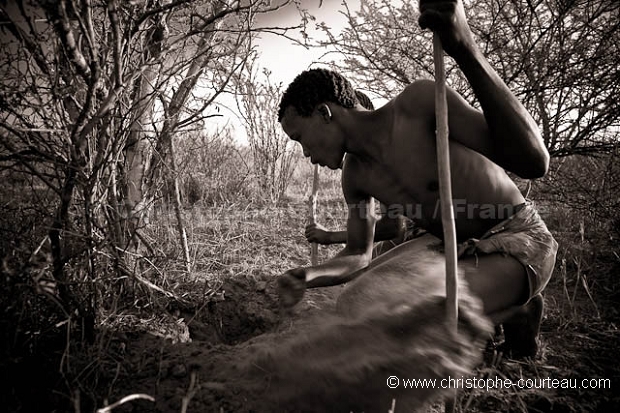 Bushmen récoltant une racine pour son eau
