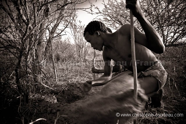 Bushmen digging out a water-root