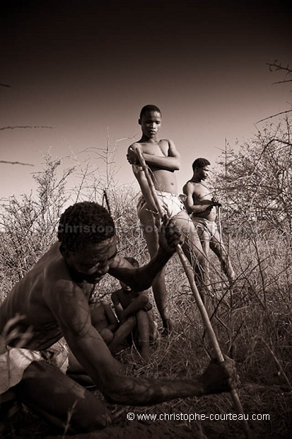 Bushmen rcoltant une racine pour son eau