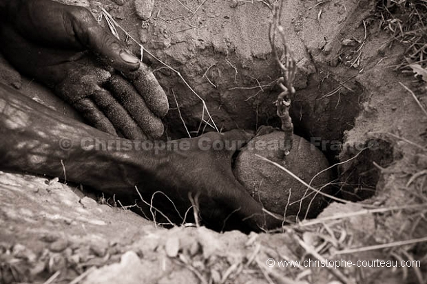 Bushmen rcoltant une racine pour son eau