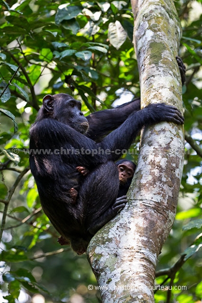 Chimpanzee, Mother and her infant