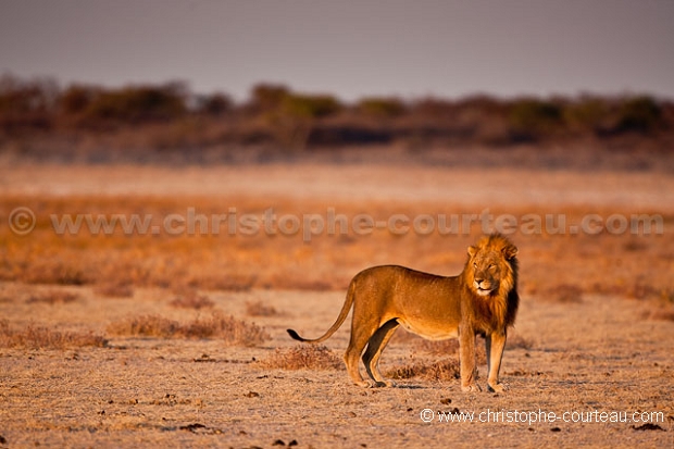 Male Lion