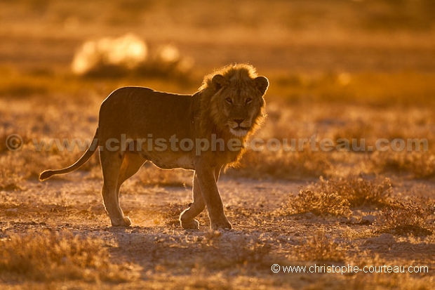 Male Lion