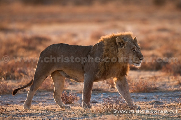 Male Lion