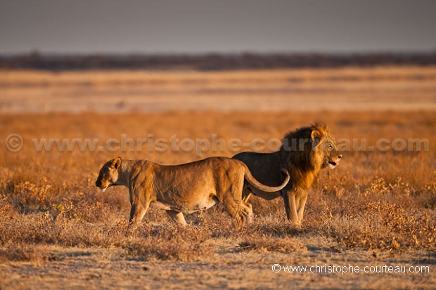 Couple de lion dans le Pan d'Etosha