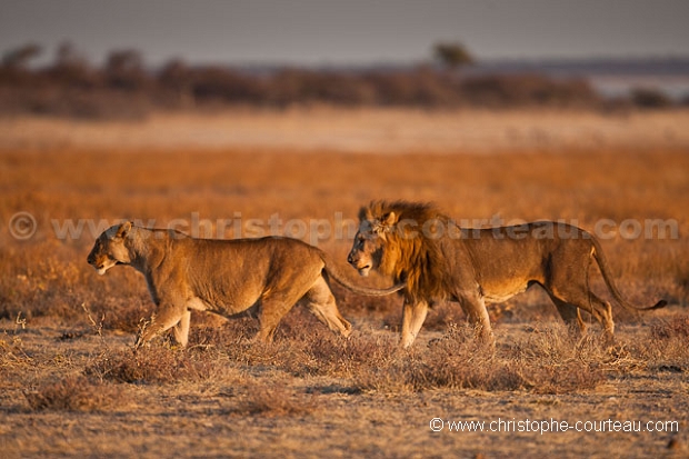 Couple de lion dans le Pan d'Etosha