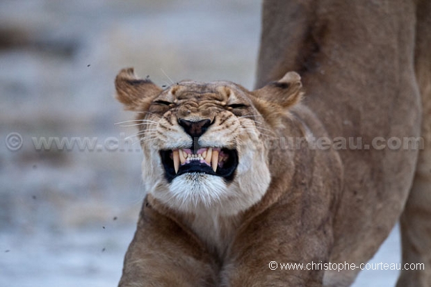 Lionne du Kalahari