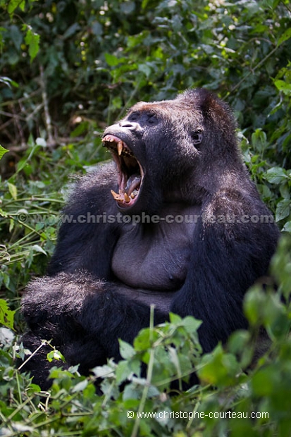 Eastern Lowland Gorilla.