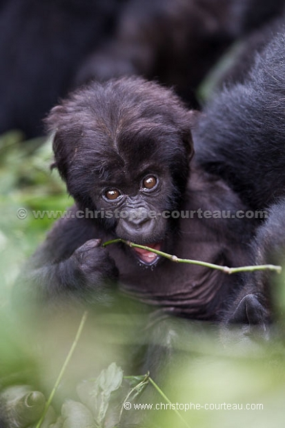 Eastern Lowland Gorilla.