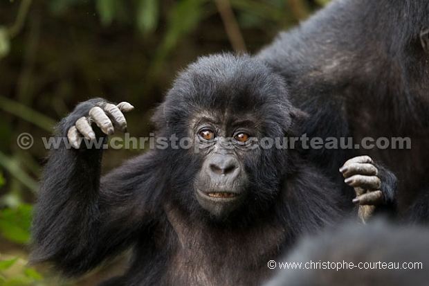 Eastern Lowland Gorilla