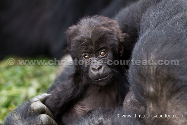 Eastern Lowland Gorilla.