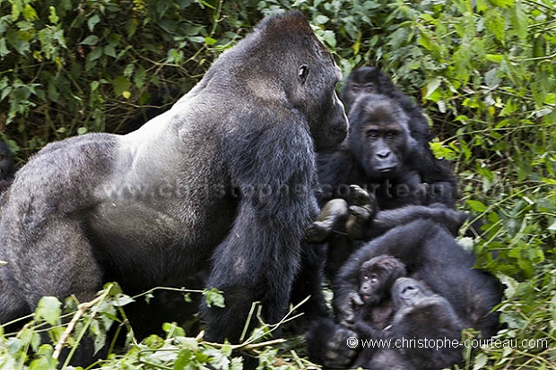 Eastern Lowland Gorilla.