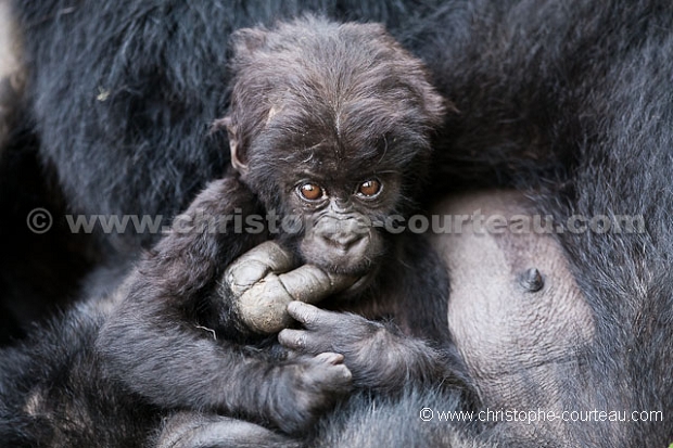 Eastern Lowland Gorilla.