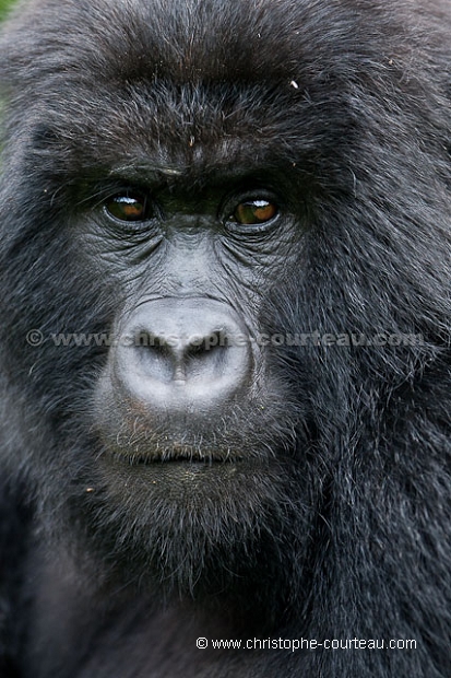 Mountain Gorilla