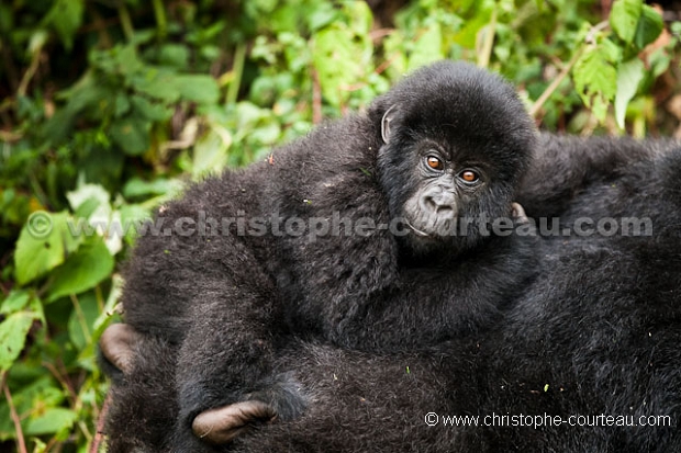 MOUNTAIN GORILLAS