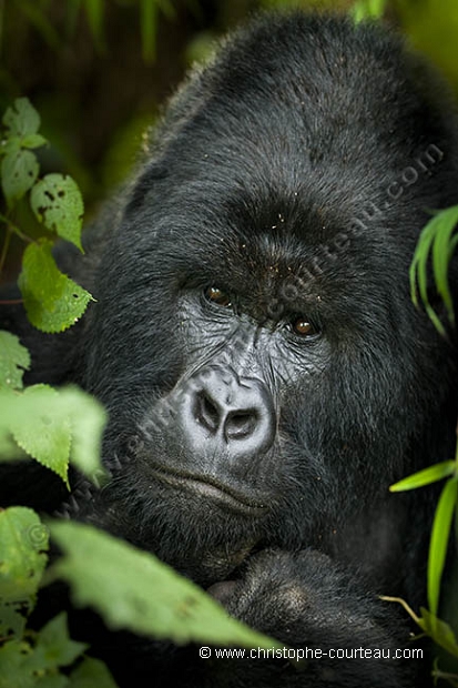 MOUNTAIN GORILLA