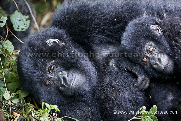 MOUNTAIN GORILLA