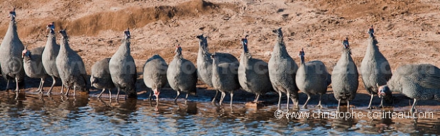 Pintades - Guineafowls