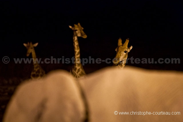 Girafes Etosha NP Namibia