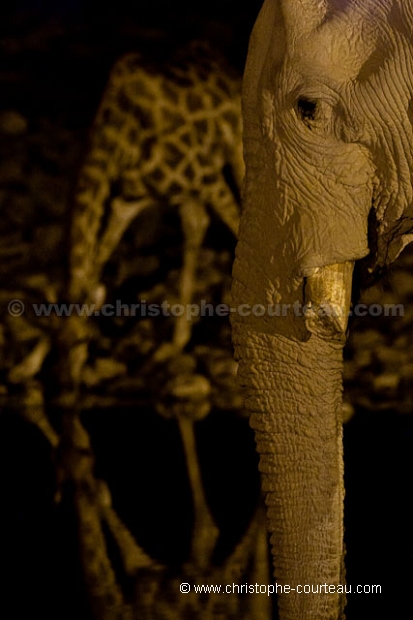 Elephant  Girafe Etosha nuit