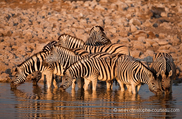 Zebres Etosha