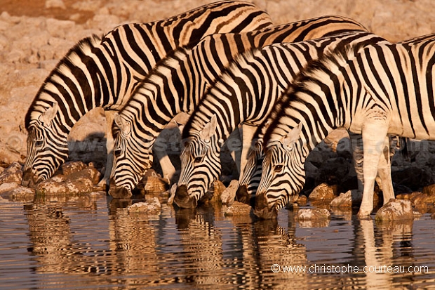 Zebres Etosha