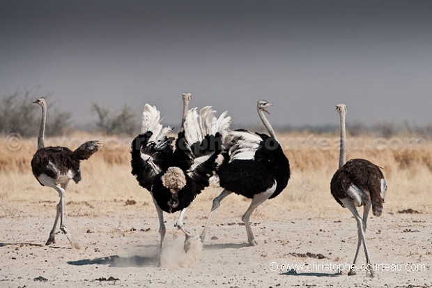 Autruches Etosha