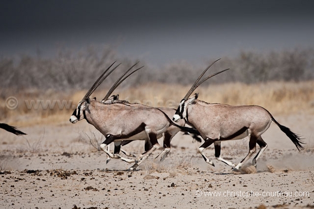 Oryx in the Damaraland. Namib Desert