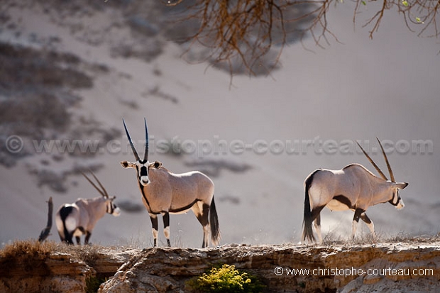 Oryx in the Damaraland. Namib Desert