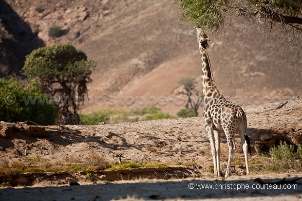 Giraffe dans le Damaraland - Giraffe in the Damaraland , Namibia