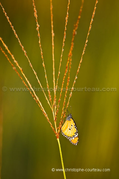 African Monarch - Papillon Monarque Africain