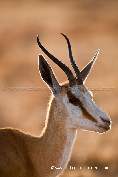 Springbok