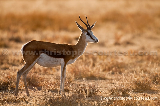 Springbok