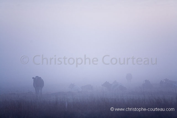 Paysage du Marais Poitevin