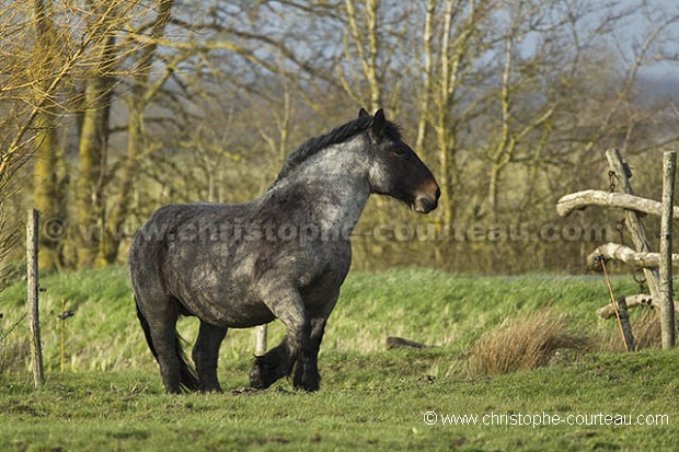 Cheval de Trait