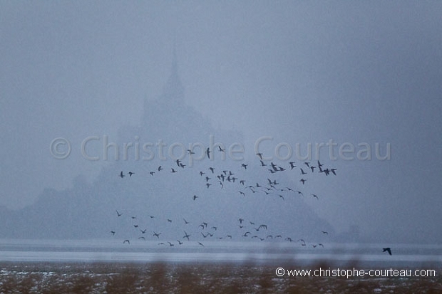 Brent Geese